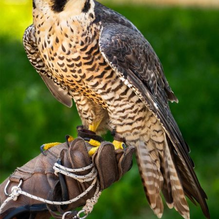DSC00268-bird-of-prey