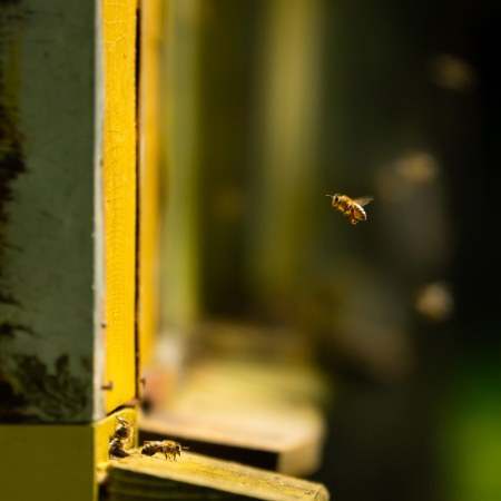 DSC09376-bees